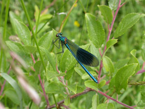 Male Banded Demoiselle, Calopteryx splendens